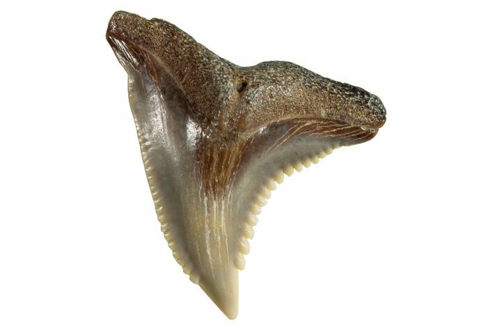 Snaggletooth Shark (Hemipristis) Tooth - Virginia #257679